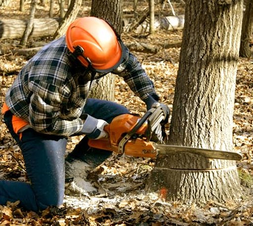 Tree Removal in Long Island, VA